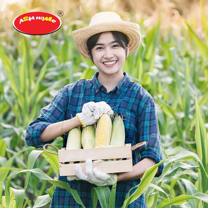 Asia Home Foods - Nhà máy sản xuất thực phẩm tươi từ Ngô ngọt, đậu Hà Lan, Dứa, Xoài.. Giữ trọn vị tươi ngon từ tự nhiên