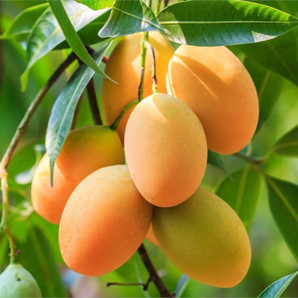 Xoài tươi đóng gói Giữ trọn vị tươi ngon từ tự nhiên sản phẩm của ASIA HOME FOODS